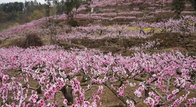 四川九綿高速JL8總監(jiān)辦組織開(kāi)展春日賞花活動(dòng)